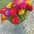 301Giant California Zinnia Mix Seeds Summer Flowering Annual Cut Flowers Easy Fast Shipping 301Giant California Zinnia Mix Seeds Summer Flowering Annual Cut Flowers Easy Fast Shipping