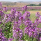 101Rocky Mountain Bee Plant Seeds Native Wildflower Flower Garden Pollinators Fast Shipping