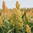 1 Lbrox Orange Sweet Sorghum Seeds Organic Sugar Native Waconia Natural Syrup Fast Shipping