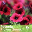 1000 Rosso Jaquard Petunia Seeds Perennial Flowers Seed Annual Bulk Fast Shipping 1000 Rosso Jaquard Petunia Seeds Perennial Flowers Seed Annual Bulk Fast Shipping
