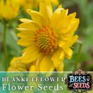Golden Joy Blanket Flower Seeds 200 Seeds Flower Flower Seeds Non Gmo Fast Shipping Golden Joy Blanket Flower Seeds 200 Seeds Flower Flower Seeds Non Gmo Fast Shipping