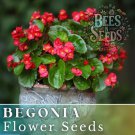 Rich Berry Begonia Seeds 45 Or 125 Seeds Flower Flower Seeds Non Gmo Fast Shipping
