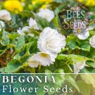 Alabaster Charisma Begonia Seeds 45 Or 125 Seeds Flower Flower Seeds Non Gmo Fast Shipping