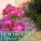 Warm Orchid Lewisia Seeds 35 Or 100 Seeds Flower Flower Seedsnon Gmo Garden Fast Shipping Warm Orchid Lewisia Seeds 35 Or 100 Seeds Flower Flower Seedsnon Gmo Garden Fast Shipping