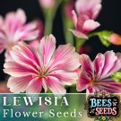 Plum Lewisia Seeds 35 Or 100 Seeds Flower Flower Seeds Non Gmo Garden Fast Shipping Plum Lewisia Seeds 35 Or 100 Seeds Flower Flower Seeds Non Gmo Garden Fast Shipping