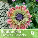 Sahara Starlight Rudbeckia Seeds 125 Seeds Annual Flower Seeds Garden Fast Shipping Sahara Starlight Rudbeckia Seeds 125 Seeds Annual Flower Seeds Garden Fast Shipping