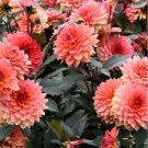 35 Dahlia Seeds Fresh Flower Seeds Annual Gardening Garden Plant Non Gmo Fast Shipping 35 Dahlia Seeds Fresh Flower Seeds Annual Gardening Garden Plant Non Gmo Fast Shipping