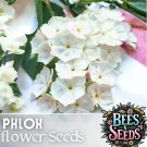 Phlox Seeds 125 Seeds Famous White Garden Bloom Annual Flower Seeds Fast Shipping
