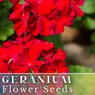 100 Geranium Seeds Garnet Mist Fragrant Fresh Flower Seeds Non Gmo Fast Shipping 100 Geranium Seeds Garnet Mist Fragrant Fresh Flower Seeds Non Gmo Fast Shipping