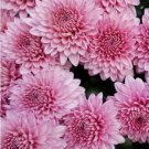Light Pink Mum Chrysanthemum Seeds 200 Seeds Mum Flower Flower Seeds Fast Shipping Light Pink Mum Chrysanthemum Seeds 200 Seeds Mum Flower Flower Seeds Fast Shipping