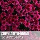 Raspberry Twilight Mum Chrysanthemum Seeds 200 Seeds Mum Flower Flower Seeds Fast Shipping