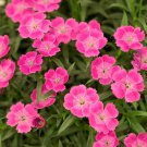 500 Pink Passion Dianthus Seeds Annual Flowers Seed Carnation Bulk Fast Shipping