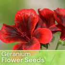 Packet Geranium Seeds Fragrant Fresh Harvest Non Gmo 100 Seeds Fast Shipping Packet Geranium Seeds Fragrant Fresh Harvest Non Gmo 100 Seeds Fast Shipping