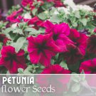 1000 Raspberry Reverie Petunia Seeds Perennial Flowers Seed Annual Fast Shipping 1000 Raspberry Reverie Petunia Seeds Perennial Flowers Seed Annual Fast Shipping