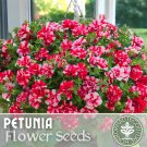 1000 Red Stripe Bouquet Petunia Seeds Perennial Flowers Seed Annual Fast Shipping 1000 Red Stripe Bouquet Petunia Seeds Perennial Flowers Seed Annual Fast Shipping