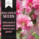 45 Hollyhock Seeds Heirloom Seeds Alcea Rosea Flowers Perennial Flowers Seed Fast Shipping 45 Hollyhock Seeds Heirloom Seeds Alcea Rosea Flowers Perennial Flowers Seed Fast Shipping