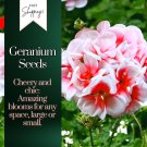 Packet Geranium Seeds Fresh Harvest Non Gmo Fragrant 100 Seeds Fast Shipping