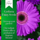 Gerbera Daisy Seeds 50 Seeds Mum Flower Flower Seeds Annual Flower Beds Fast Shipping