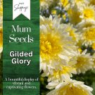 Gilded Glory Mum Chrysanthemum Seeds 200 Seeds Mum Flower Flower Seeds Annual Fast Shipping
