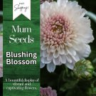 Blushing Blossom Mum Chrysanthemum Seeds 200 Seeds Mum Flower Flower Seeds Fast Shipping