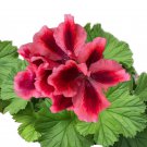 Packet Geranium Seeds Fragrant 100 Seeds Fast Shipping