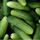 100 Seeds Marketmore 76 Cucumber Vegetable Garden Planting Nongmo