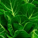 1000 Seeds Champion Collard Greens Seeds Vegetable Seeds Non Gmo