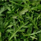 3000 Arugula Seeds Nongmo Heirloom Usa