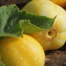 Lemon Cucumber 200 Seeds Vegetable Garden Heirloom Nongmo Usa