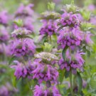 Lemon Mint Seeds Monarda Citriodora Lemon Horsemint Nongmo