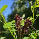 400 False Indigo Bush Amorpha Fruticosa Seeds Purple