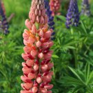 25 Pink Peach Lupine Seeds Flower Perennial Flowers Hardy Indoor Gardening