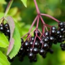 Elderberry Sambucus Nigra 10 000 Seeds Fresh Garden Planting