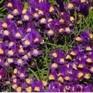 Viola Cornuta King Henry Perennial Seeds Garden Planting
