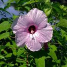 Hibiscus Laevis Soldier Rose Mallow 30 Seeds Garden Planting