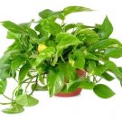 Golden Pothos Epipremnum Aureum House 5 Bare Roots Cuttings 4-6 Inches Garden Planting