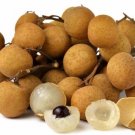 Sweet Longan Dimocarpus 10 Fresh Seeds Garden Planting Sweet Longan Dimocarpus 10 Fresh Seeds Garden Planting
