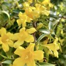 Carolina Jasmine Yellow Jessamine Gelsemium Sempervirens 20 Seeds Garden Planting