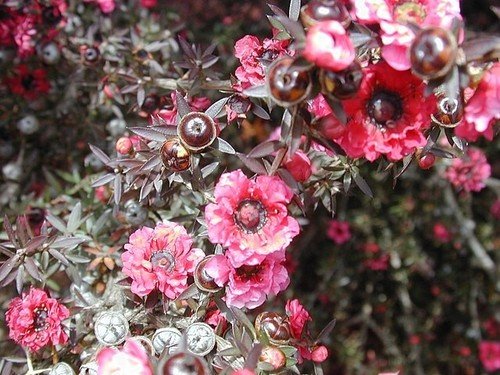 Leptospermum Scoparium Manuka New Zealand Tea Tree 20 Seeds Garden Planting leptospermum-scoparium-manuka-new-zealand-tea-tree-20-seeds-garden-planting
