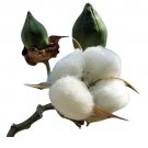 American White Cotton Gossypium Hirsitum 25 Seeds Heirloom~Non-Gmo~ Garden Planting