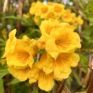 Yellow Bells Tecoma Stans Trumpet Bush 100 Seeds Garden Planting