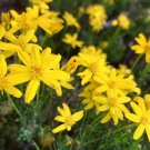 Damianita Daisy Chrysactinia Mexicana 100 Seeds Garden Planting
