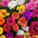 10000 Mixed Moss Rose Seeds Portulaca Grandiflora Mix Flowers Groundcover Garden Planting 10000 Mixed Moss Rose Seeds Portulaca Grandiflora Mix Flowers Groundcover Garden Planting