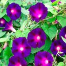 Morning Glory Knowlians Black Rare Vine Hummingbirds Love Non-Gmo 25 Seeds Garden Planting