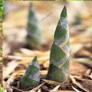 50 Giant Moso Bamboo Seeds Perennial Evergreen Grows Edible Bamboo Shoots Garden Planting