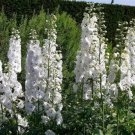 White King Larkspur Delphinium Consolida Pre-Stratified 30 Seeds Garden Planting