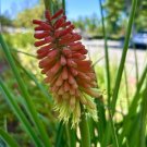 Red Hot Poker Kniphofia Uvaria Torch Lily 50 Seeds Garden Planting