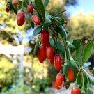 Goji Berry Wolfberry Lycium Barbarum 100 Seeds Garden Planting Goji Berry Wolfberry Lycium Barbarum 100 Seeds Garden Planting