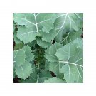 2 000 Premier Kale Seeds Early Hanover Non-Gmo Heirloom Garden Planting
