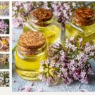 Valerian Herb Valeriana Officinalis Heliotrope Non Gmo 100 Seeds Garden Planting